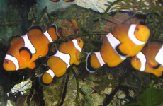 Orange-Ringelfisch-5.jpg